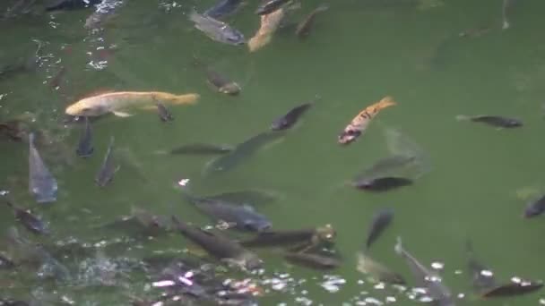 Footage Fish Swimming Water Empty Space Content — Stock Video