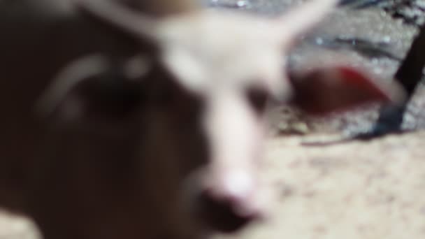 Худоба Яловичини Місцевій Фермі Таїланді Вирощується Травою Поняття Вирощування Тварин — стокове відео