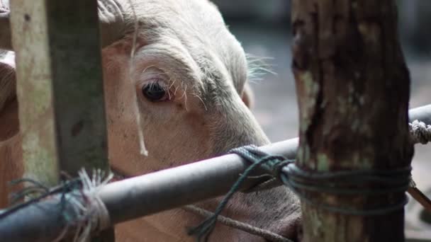 Rundvee Een Lokale Boerderij Het Platteland Van Thailand Opgevoed Door — Stockvideo