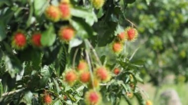 Tayland meyveli rambutan kavramı. Kırmızı Rambutan meyvesi, lezzetli, tatlı, güzel kokulu, satılmaya hazır..