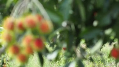 Tayland meyveli rambutan kavramı. Kırmızı Rambutan meyvesi, lezzetli, tatlı, güzel kokulu, satılmaya hazır..