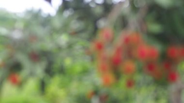 Tayland meyveli rambutan kavramı. Kırmızı Rambutan meyvesi, lezzetli, tatlı, güzel kokulu, satılmaya hazır..