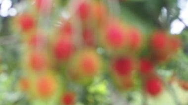 Tayland meyveli rambutan kavramı. Kırmızı Rambutan meyvesi, lezzetli, tatlı, güzel kokulu, satılmaya hazır..