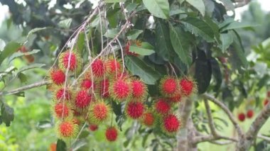 İnsan eli Rambutan meyvesi topluyor. Tayland meyveli rambutan kavramı. Kırmızı Rambutan meyvesi, lezzetli, tatlı, güzel kokulu, satılmaya hazır..