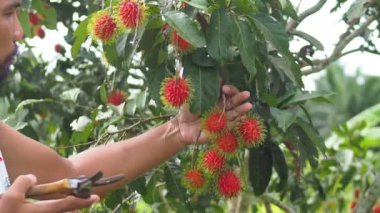 İnsan eli Rambutan meyvesi topluyor. Tayland meyveli rambutan kavramı. Kırmızı Rambutan meyvesi, lezzetli, tatlı, güzel kokulu, satılmaya hazır..