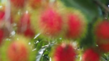 Tayland meyveli rambutan kavramı. Kırmızı Rambutan meyvesi, lezzetli, tatlı, güzel kokulu, satılmaya hazır..