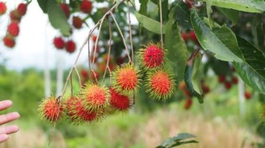 İnsan eli Rambutan meyvesi topluyor. Tayland meyveli rambutan kavramı. Kırmızı Rambutan meyvesi, lezzetli, tatlı, güzel kokulu, satılmaya hazır..