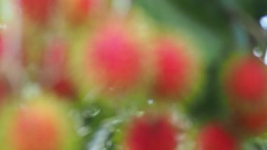 Tayland meyveli rambutan kavramı. Kırmızı Rambutan meyvesi, lezzetli, tatlı, güzel kokulu, satılmaya hazır..