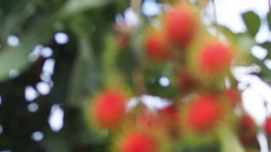 Tayland meyveli rambutan kavramı. Kırmızı Rambutan meyvesi, lezzetli, tatlı, güzel kokulu, satılmaya hazır..