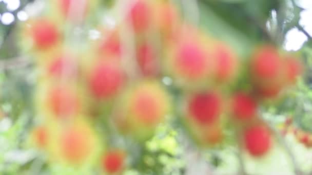 Konsep Rambutan Buah Thailand Buah Rambutan Merah Lezat Manis Harum — Stok Video