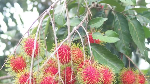 Concept Van Thaise Fruit Rambutan Rode Rambutanvruchten Heerlijk Zoet Geurig — Stockvideo