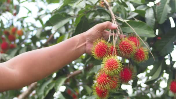 Homme Récolte Main Rambutan Fruits Concept Rambutan Aux Fruits Thaïlandais — Video