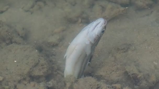 Fisken Dog Träsket Grund Det Ruttna Vattnet Begreppet Vattenförorening — Stockvideo