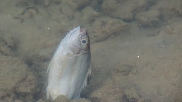 Pesce Morto Nella Palude Causa Dell Acqua Marcia Concetto Inquinamento — Video Stock