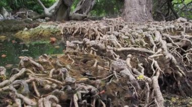 Tayland 'da bir mangrov ormanının kökleri. Garip ve nadir ağaçlar. Doğada hayatta kalma kavramı