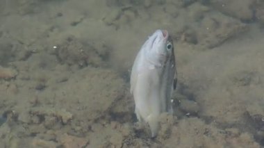 Çürük su yüzünden bataklıkta balık öldü. Su kirliliği kavramı