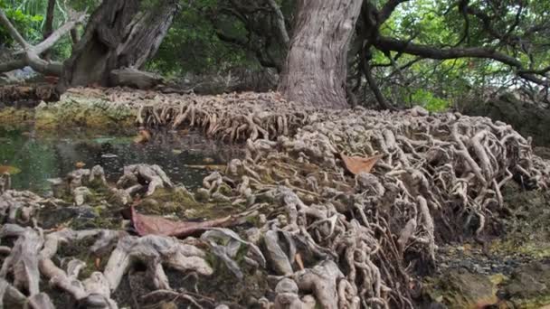 Ρίζες Δέντρων Μια Δασική Περιοχή Στην Ταϊλάνδη Παράξενα Και Σπάνια — Αρχείο Βίντεο