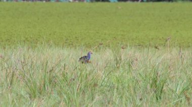 Tayland 'da büyük bir bataklıkta bulunan Mor Bataklık, Mor Gallinule, Mor Bataklık Tavukları (Porphyrio Porphyrio Porphyrio) adlı güzel mavi kuşların vahşi yaşam videosu. Asya 'da su kuşu belgeseli konsepti