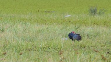 Tayland 'da büyük bir bataklıkta bulunan Mor Bataklık, Mor Gallinule, Mor Bataklık Tavukları (Porphyrio Porphyrio Porphyrio) adlı güzel mavi kuşların vahşi yaşam videosu. Asya 'da su kuşu belgeseli konsepti
