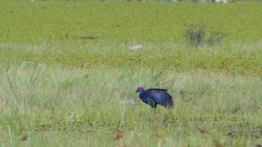 Tayland 'da büyük bir bataklıkta bulunan Mor Bataklık, Mor Gallinule, Mor Bataklık Tavukları (Porphyrio Porphyrio Porphyrio) adlı güzel mavi kuşların vahşi yaşam videosu. Asya 'da su kuşu belgeseli konsepti