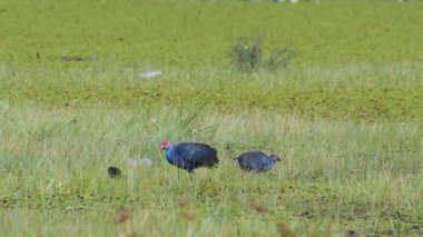 Tayland 'da büyük bir bataklıkta bulunan Mor Bataklık, Mor Gallinule, Mor Bataklık Tavukları (Porphyrio Porphyrio Porphyrio) adlı güzel mavi kuşların vahşi yaşam videosu. Asya 'da su kuşu belgeseli konsepti