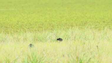 Tayland 'da büyük bir bataklıkta bulunan Mor Bataklık, Mor Gallinule, Mor Bataklık Tavukları (Porphyrio Porphyrio Porphyrio) adlı güzel mavi kuşların vahşi yaşam videosu. Asya 'da su kuşu belgeseli konsepti