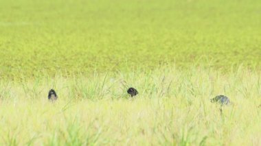 Tayland 'da büyük bir bataklıkta bulunan Mor Bataklık, Mor Gallinule, Mor Bataklık Tavukları (Porphyrio Porphyrio Porphyrio) adlı güzel mavi kuşların vahşi yaşam videosu. Asya 'da su kuşu belgeseli konsepti