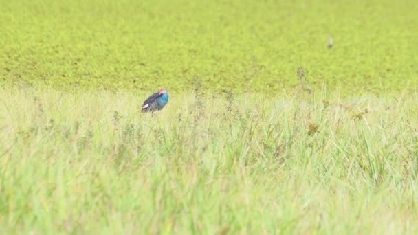 Άγρια Ζωή Βίντεο Από Ένα Όμορφο Μπλε Πουλιά Purple Swamphens — Αρχείο Βίντεο