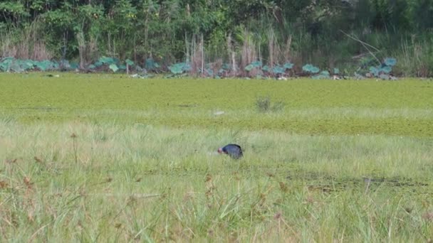 Wildlife Video Eines Schönen Blauen Vogels Lila Sumpfhühner Lila Gallinule — Stockvideo