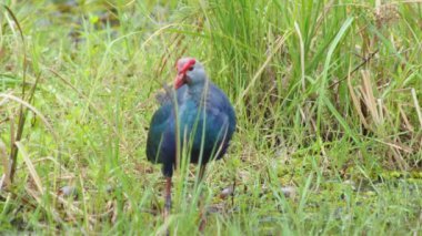 Tayland 'da büyük bir bataklıkta bulunan Mor Bataklık, Mor Gallinule, Mor Bataklık Tavukları (Porphyrio Porphyrio Porphyrio) adlı güzel mavi kuşların vahşi yaşam videosu. Asya 'da su kuşu belgeseli konsepti