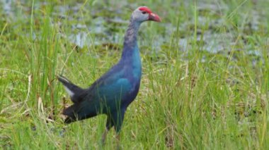 Tayland 'da büyük bir bataklıkta bulunan Mor Bataklık, Mor Gallinule, Mor Bataklık Tavukları (Porphyrio Porphyrio Porphyrio) adlı güzel mavi kuşların vahşi yaşam videosu. Asya 'da su kuşu belgeseli konsepti