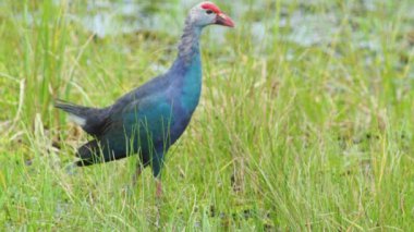 Tayland 'da büyük bir bataklıkta bulunan Mor Bataklık, Mor Gallinule, Mor Bataklık Tavukları (Porphyrio Porphyrio Porphyrio) adlı güzel mavi kuşların vahşi yaşam videosu. Asya 'da su kuşu belgeseli konsepti