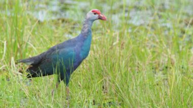 Tayland 'da büyük bir bataklıkta bulunan Mor Bataklık, Mor Gallinule, Mor Bataklık Tavukları (Porphyrio Porphyrio Porphyrio) adlı güzel mavi kuşların vahşi yaşam videosu. Asya 'da su kuşu belgeseli konsepti