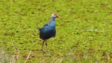 Tayland 'da büyük bir bataklıkta bulunan Mor Bataklık, Mor Gallinule, Mor Bataklık Tavukları (Porphyrio Porphyrio Porphyrio) adlı güzel mavi kuşların vahşi yaşam videosu. Asya 'da su kuşu belgeseli konsepti