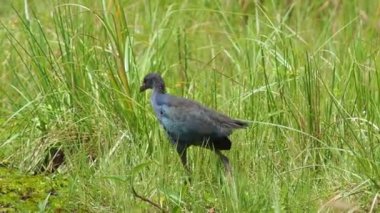 Tayland 'da büyük bir bataklıkta bulunan Mor Bataklık, Mor Gallinule, Mor Bataklık Tavukları (Porphyrio Porphyrio Porphyrio) adlı güzel mavi kuşların vahşi yaşam videosu. Asya 'da su kuşu belgeseli konsepti