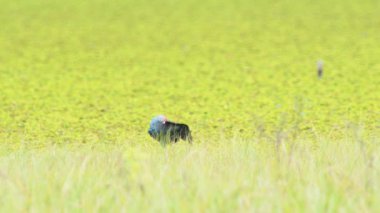 Tayland 'da büyük bir bataklıkta bulunan Mor Bataklık, Mor Gallinule, Mor Bataklık Tavukları (Porphyrio Porphyrio Porphyrio) adlı güzel mavi kuşların vahşi yaşam videosu. Asya 'da su kuşu belgeseli konsepti