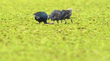 Tayland 'da büyük bir bataklıkta bulunan Mor Bataklık, Mor Gallinule, Mor Bataklık Tavukları (Porphyrio Porphyrio Porphyrio) adlı güzel mavi kuşların vahşi yaşam videosu. Asya 'da su kuşu belgeseli konsepti
