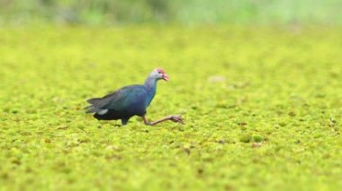 Tayland 'da büyük bir bataklıkta bulunan Mor Bataklık, Mor Gallinule, Mor Bataklık Tavukları (Porphyrio Porphyrio Porphyrio) adlı güzel mavi kuşların vahşi yaşam videosu. Asya 'da su kuşu belgeseli konsepti