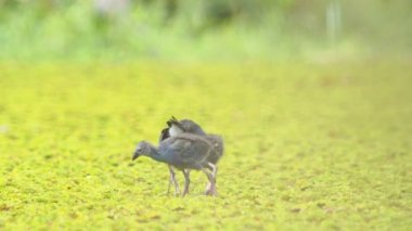 Tayland 'da büyük bir bataklıkta bulunan Mor Bataklık, Mor Gallinule, Mor Bataklık Tavukları (Porphyrio Porphyrio Porphyrio) adlı güzel mavi kuşların vahşi yaşam videosu. Asya 'da su kuşu belgeseli konsepti