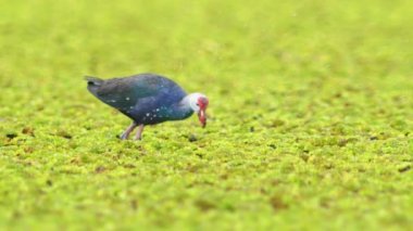 Tayland 'da büyük bir bataklıkta bulunan Mor Bataklık, Mor Gallinule, Mor Bataklık Tavukları (Porphyrio Porphyrio Porphyrio) adlı güzel mavi kuşların vahşi yaşam videosu. Asya 'da su kuşu belgeseli konsepti