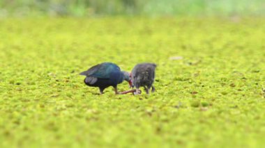 Tayland 'da büyük bir bataklıkta bulunan Mor Bataklık, Mor Gallinule, Mor Bataklık Tavukları (Porphyrio Porphyrio Porphyrio) adlı güzel mavi kuşların vahşi yaşam videosu. Asya 'da su kuşu belgeseli konsepti