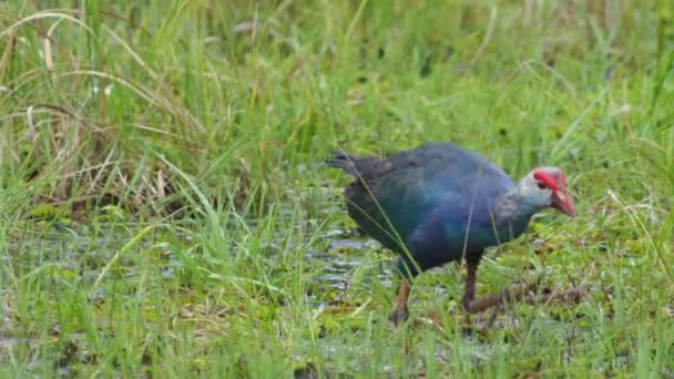 Dzikie Życie Wideo Piękne Niebieskie Ptaki Fioletowe Bagna Purpurowe Gallinule — Wideo stockowe