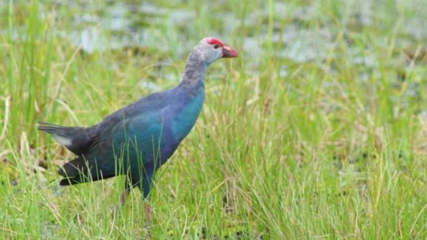 在泰国的一个大沼泽地里 一个美丽的蓝鸟 紫色的天鹅 紫色的金雀花 紫色的沼泽 亚洲水鸟的文献概念 — 图库视频影像