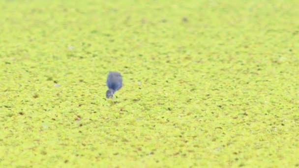 Άγρια Ζωή Βίντεο Από Ένα Όμορφο Μπλε Πουλιά Purple Swamphens — Αρχείο Βίντεο