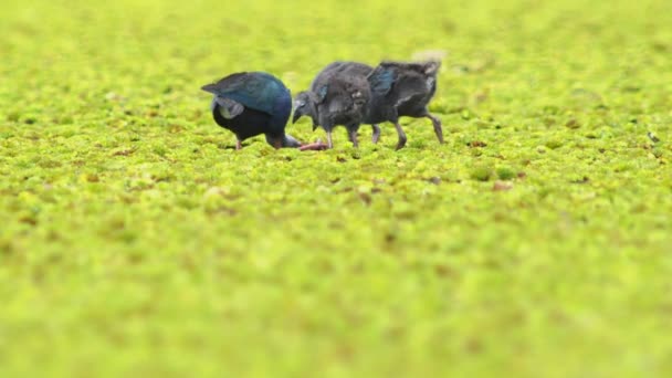 Vidéo Vie Sauvage Beau Bleu Oiseaux Violet Swamphens Violet Gallinule — Video