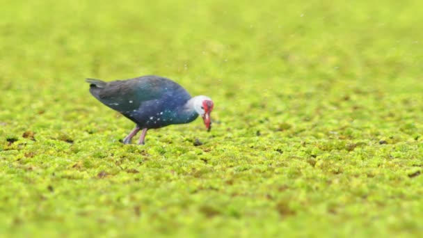 野生動物のビデオ美しい青い鳥の紫の沼 紫の谷 タイの大きな沼で紫の沼 Hens Porphyrio Porphyrio アジアにおける水鳥のドキュメンタリー的概念 — ストック動画