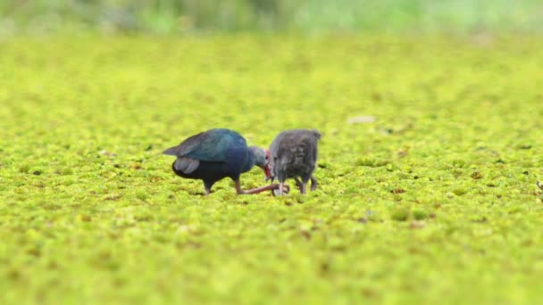 Wildlife Video Eines Schönen Blauen Vogels Lila Sumpfhühner Lila Gallinule — Stockvideo