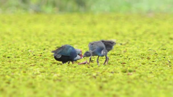 Wildlife Video Eines Schönen Blauen Vogels Lila Sumpfhühner Lila Gallinule — Stockvideo