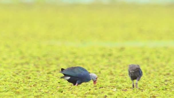 Видео Дикой Жизни Красивых Голубых Птиц Purple Swamphens Purple Gallinule — стоковое видео
