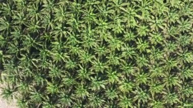 Tayland 'da büyük bir petrol palmiyesi tarlasının havadan çekilmiş fotoğrafı. Yağ palmiyesi planının yüksek açılı görüntüsünü dönüştürüyorum. Palmiye yağı kavramı